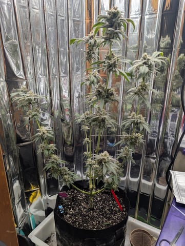 B E A utiful  — flower, day 137