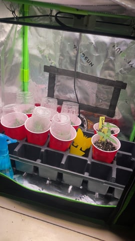 On to the next journey.  — seedling_rooting, day 16