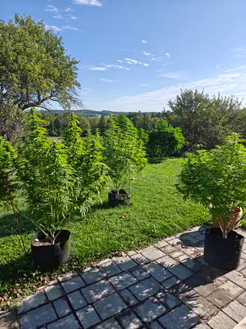 outdoors  unground 2025 — flower, day 24