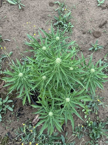 Bruce Banner — flower, day 10