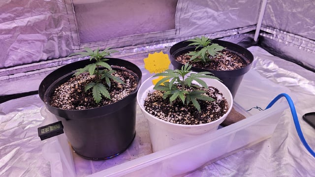 Amnesia Haze Run — vegetative, day 14