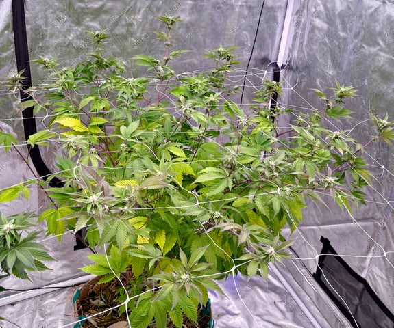 grow 4 — flower, day 71