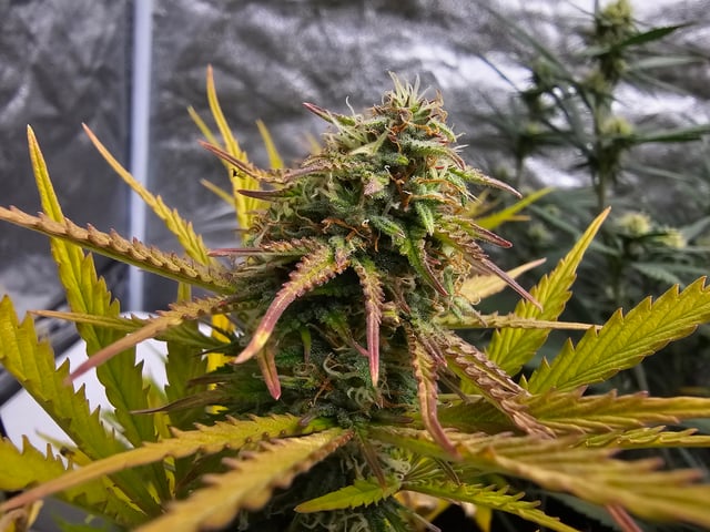 banana blaze  — flower, day 65