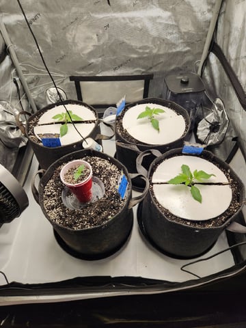 Mephisto's Flava Flav (Grape Crush x Guava Fig) — seedling_rooting, day 16