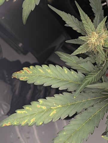 Grow #4 — flower, day 57