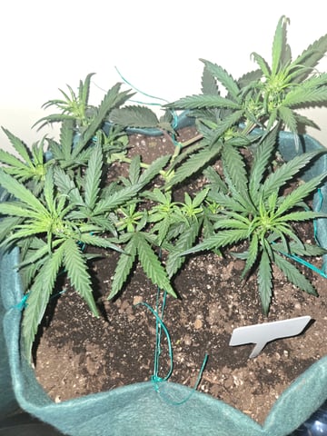 high octane x holy grail  — auto, day 33