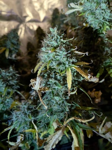 first grow — flower, day 80