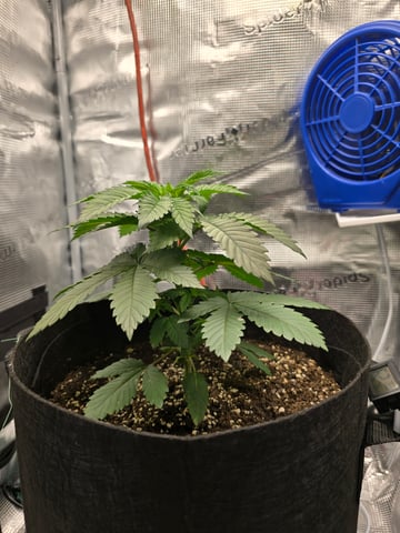 Northern lights #10 2nd plant (Selkies) — vegetative, day 23