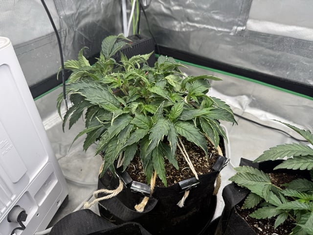 Late Season Start  — vegetative, day 30