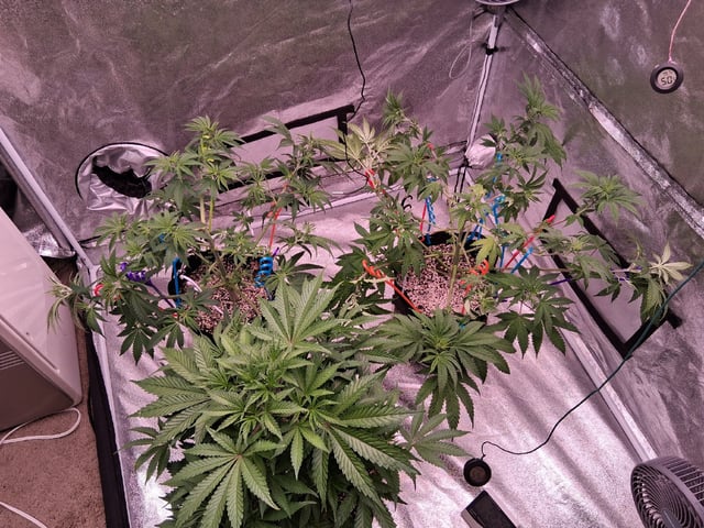 TEAM FULL AUTOS