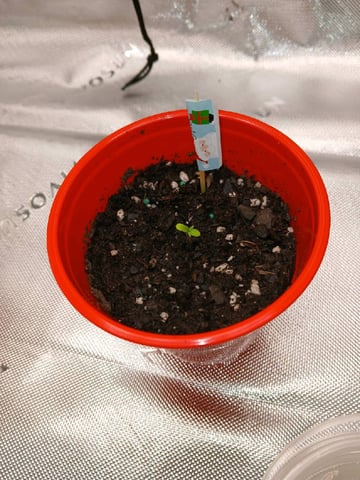 fruity pebbles, cap junky — seedling_rooting, day 11
