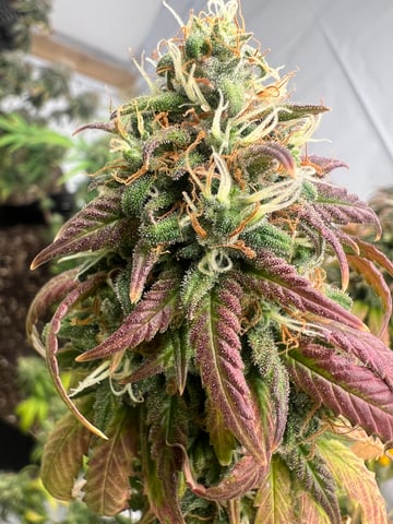 Indoor Grow  — flower, day 103