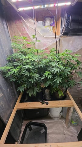 2nd Grow Sesh — flower, day 64