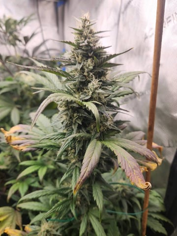 Rings of Saturn & Ghostboosters - Apollo Haze Artisanal Line — flower, day 61