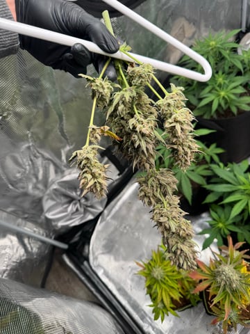 SSH and BD — harvest, day 90