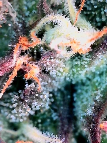 trying some bag seeds — flower, day 70