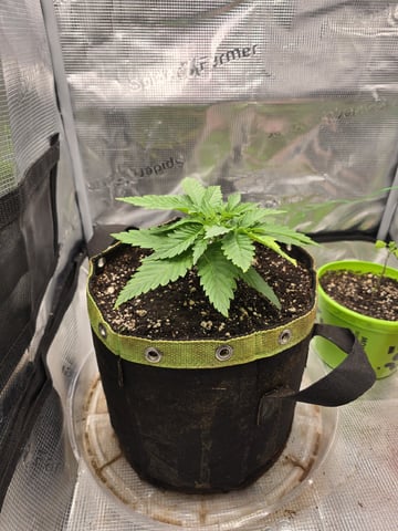 mc nuggets r1 — vegetative, day 16