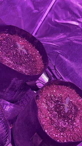 420 Fast Buds  — vegetative, day 11
