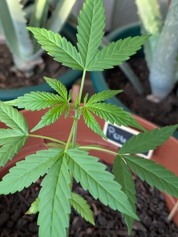 My First Grow 🪴 April '26 — vegetative, day 43
