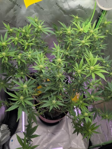 Golden Goat — flower, day 2