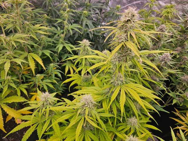 strawberry soda — flower, day 56