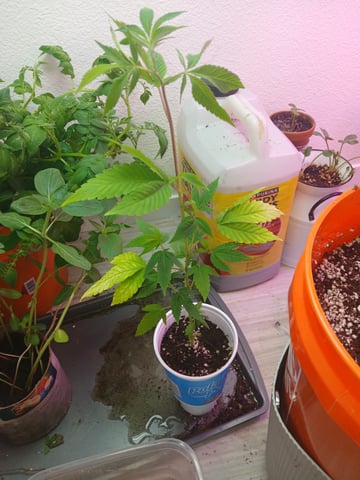 Gelato 33 — seedling_rooting, day 1