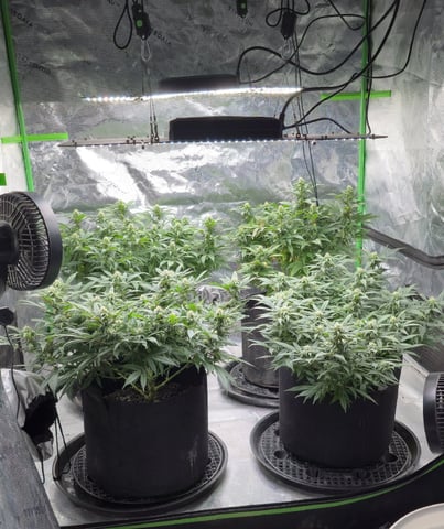 SBJ Clones — flower, day 85