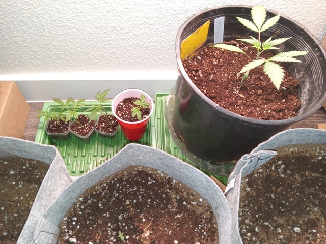 critical purple kush x peyote wifi  in the auto pot system tray 2 grow with added microhazian to the coco coir  — vegetative, day 46