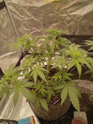 Blueberry critical kush x purple peyote wifi  and one L.a kush cake .