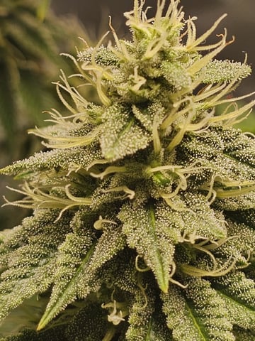 Jenny Kush photoperiod — flower, day 131