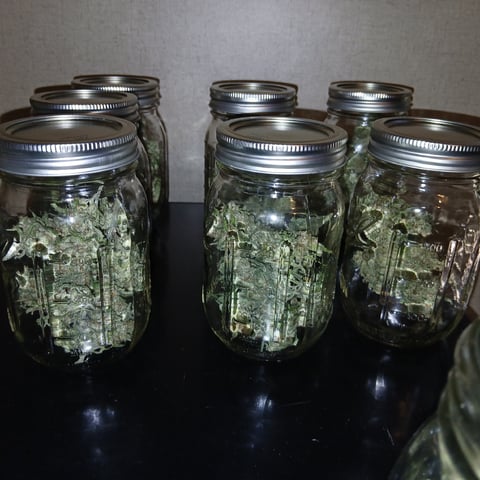 run #3 — harvest, day 116