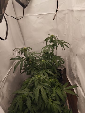 F1 apollo — flower, day 28