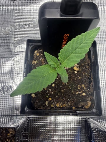 My First Grow — seedling_rooting, day 6