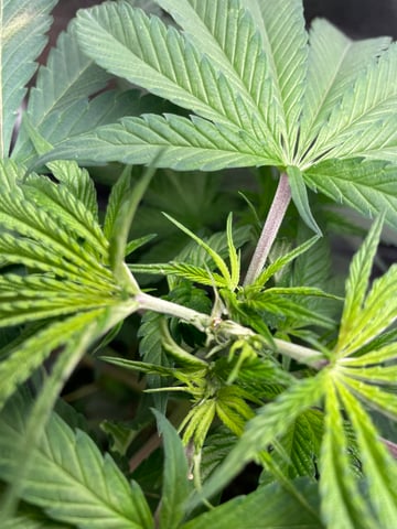 Blueberry — vegetative, day 51