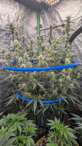 Mixed Grow — flower, day 66
