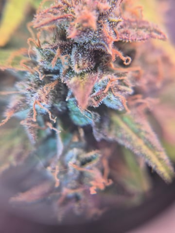 First "Auto" Grow — flower, day 74