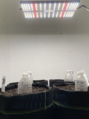 Another Banger With 42Fastbud Autos🔥🔥 — germination, day 1