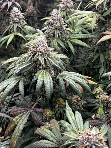 Pink Passion Fruit — flower, day 105