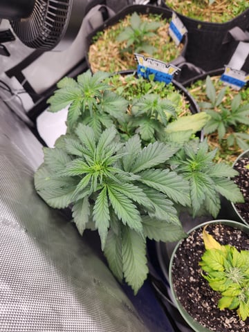 Mephisto Apple Crush in Nature's Living Soil  — vegetative, day 35