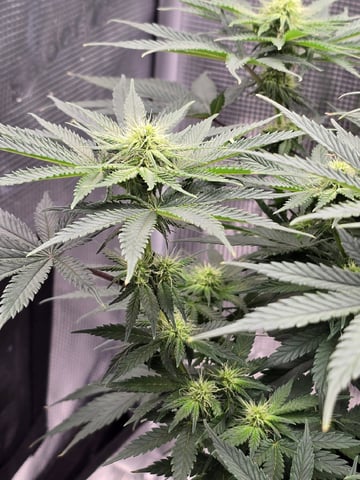  1 Blue Zushi x Venom & 1 Jack Here x Strawberry Cookies OG — flower, day 63