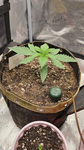 Purple Nasty By Ethos Seeds