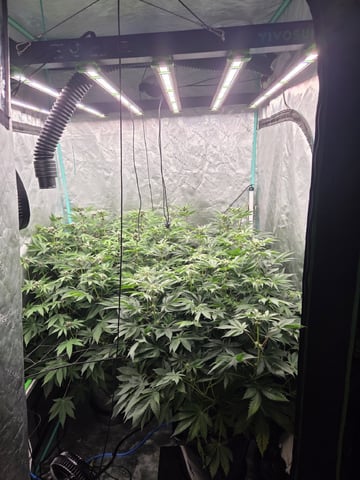 Relentless Genetics Trop Cherry S1 — flower, day 43