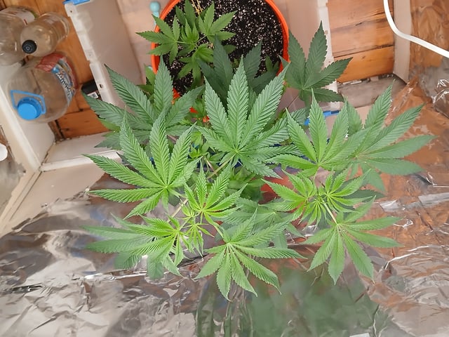 triangle kush  — vegetative, day 12