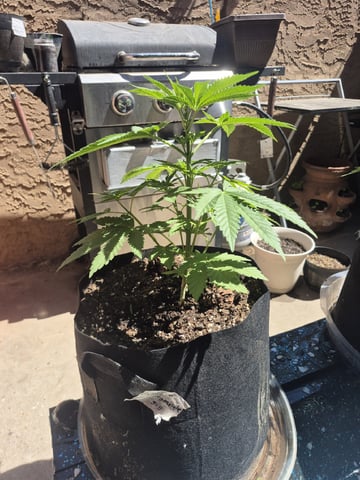 skunk Burger  — germination, day 33