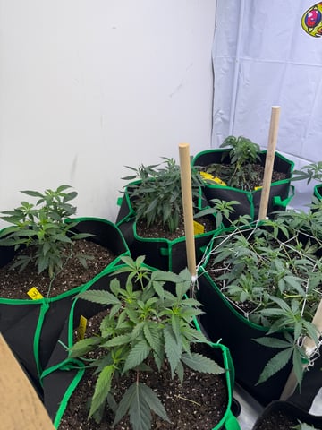 Indoor Grow  — vegetative, day 123
