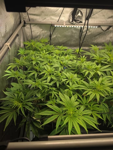 Strawberry Sugar  — flower, day 66