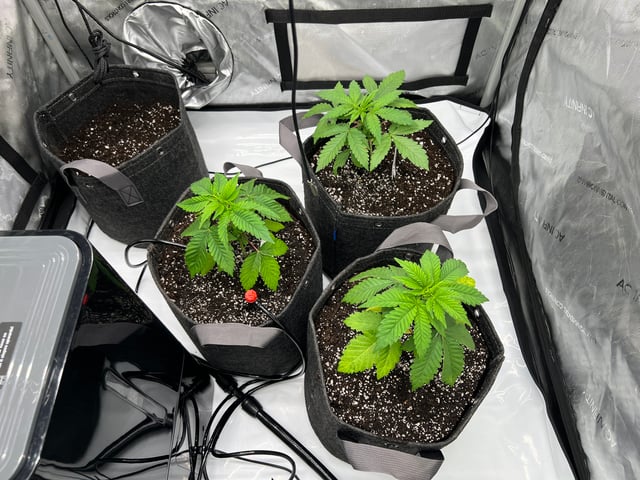 Grow 3: Romulan Genetics — vegetative, day 31
