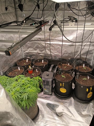 Gurilla Glue #4 × Samsquatch autos — seedling_rooting, day 11