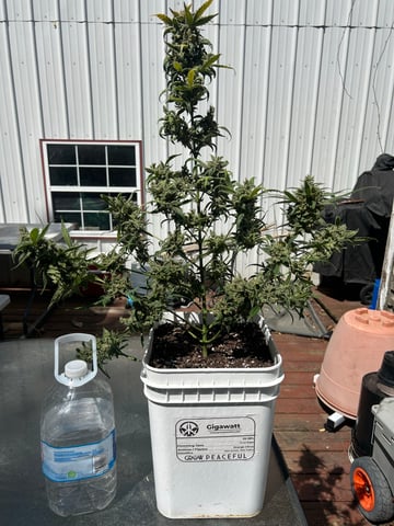 Gigawatt  — harvest, day 144