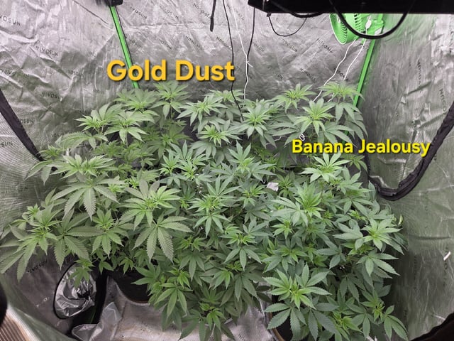 new bee's  — flower, day 155